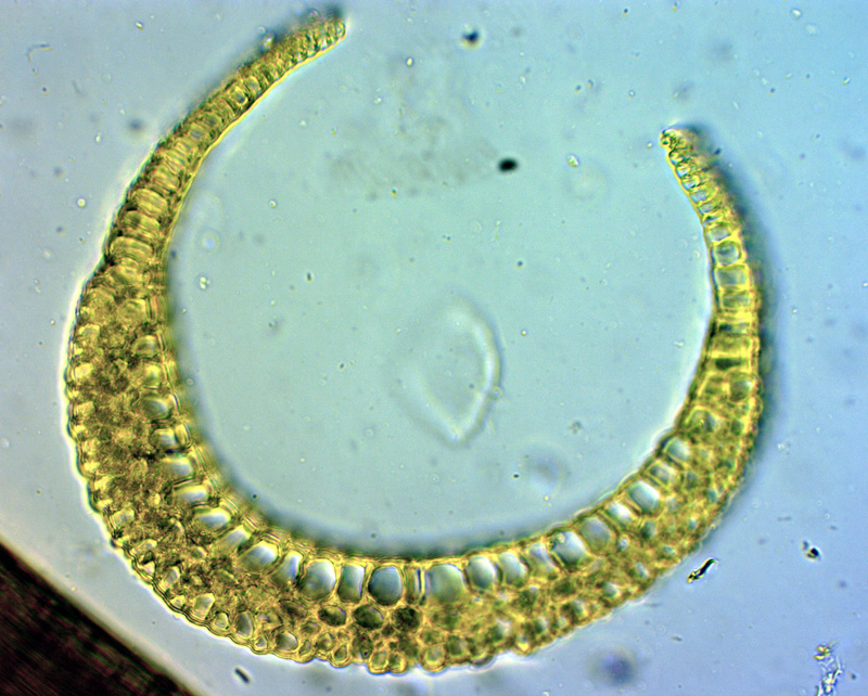 Campylopus schimperi